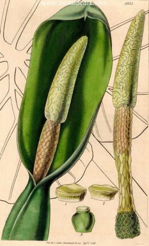 Plate No. 3935 by William Curtis - Seaside Art Gallery