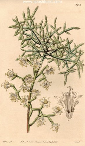 Plate No. 4039 by William Curtis - Seaside Art Gallery