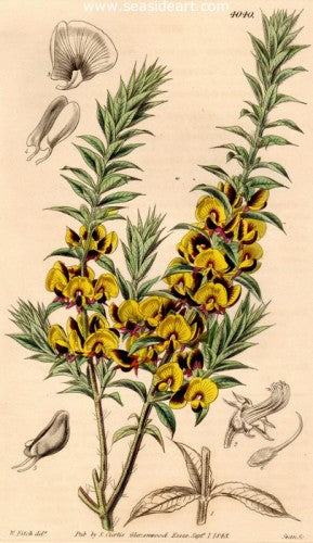 Plate No. 4040 by William Curtis - Seaside Art Gallery