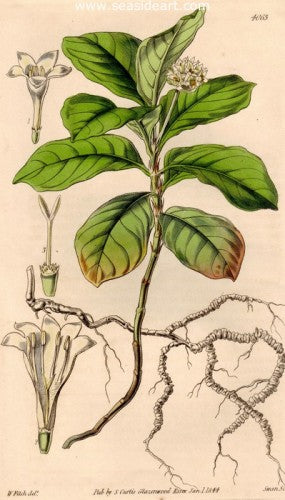 Plate No. 4063 by William Curtis - Seaside Art Gallery