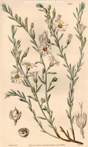 Plate No. 4065 by William Curtis - Seaside Art Gallery