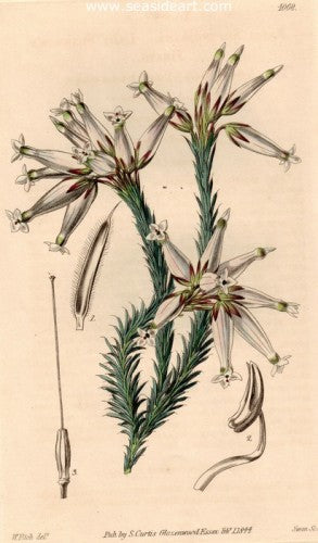 Plate No. 4069 by William Curtis - Seaside Art Gallery