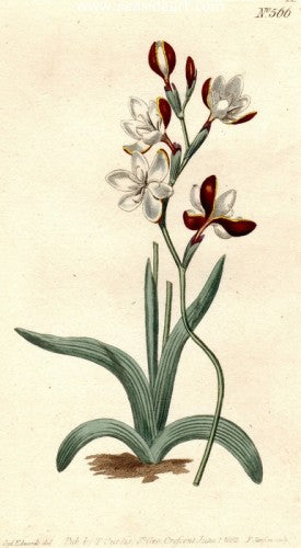 Plate No. 566 by William Curtis - Seaside Art Gallery