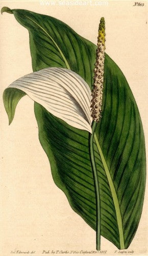 Plate No. 603 by William Curtis - Seaside Art Gallery