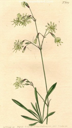 Plate No. 689 by William Curtis - Seaside Art Gallery