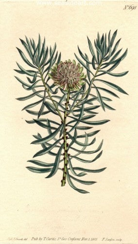 Plate No. 698 by William Curtis - Seaside Art Gallery