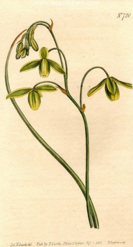 Plate No. 720 by William Curtis - Seaside Art Gallery