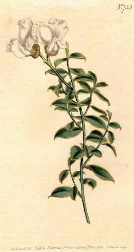 Plate No. 753 by William Curtis - Seaside Art Gallery