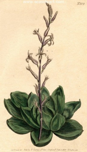 Plate No. 802 by William Curtis - Seaside Art Gallery