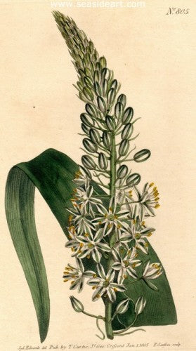 Plate No. 805 by William Curtis - Seaside Art Gallery