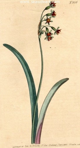 Plate No. 806 by William Curtis - Seaside Art Gallery