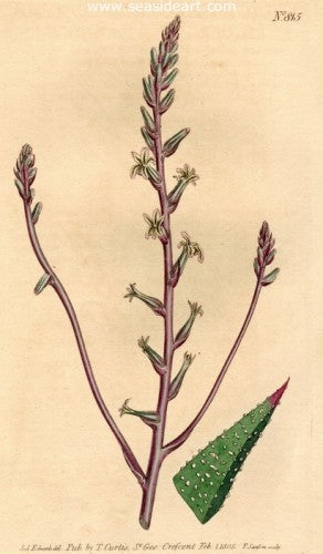 Plate No. 815 by William Curtis - Seaside Art Gallery