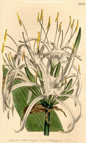 Plate No. 826 by William Curtis - Seaside Art Gallery