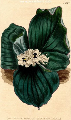 Plate No. 850 by William Curtis - Seaside Art Gallery