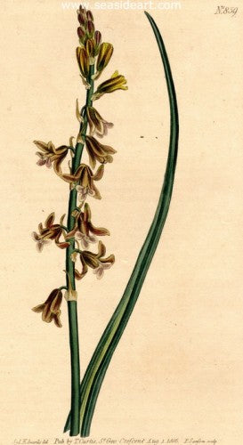 Plate No. 859 by William Curtis - Seaside Art Gallery