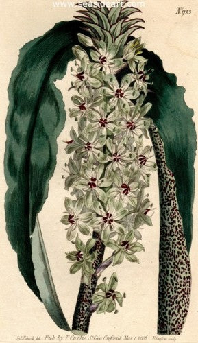 Plate No. 913 by William Curtis - Seaside Art Gallery