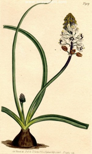 Plate No. 939 by William Curtis - Seaside Art Gallery