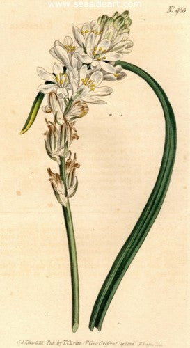 Plate No. 953 by William Curtis - Seaside Art Gallery