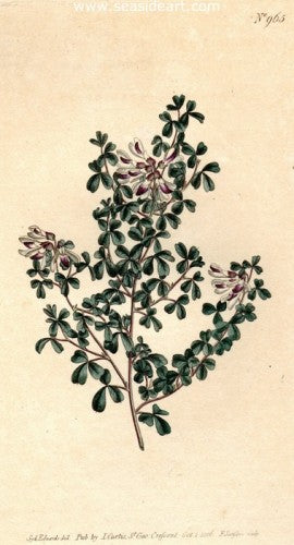 Plate No. 965 by William Curtis - Seaside Art Gallery