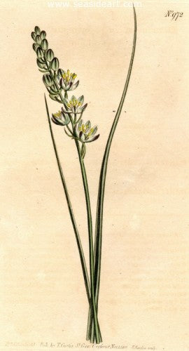 Plate No. 972 by William Curtis - Seaside Art Gallery