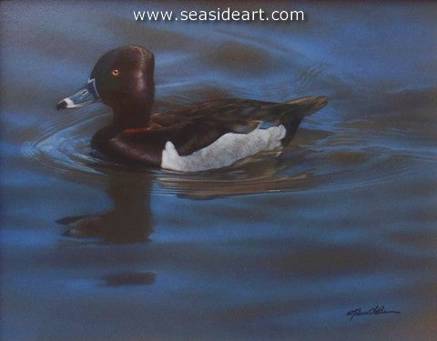 Blue Waters-Ring-necked Duck by Rebecca Latham - Seaside Art Gallery
