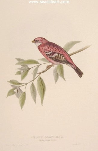 
    John Gould
  