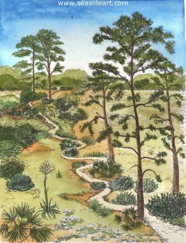 Sand Pines by Carolyn A. Cohen - Seaside Art Gallery