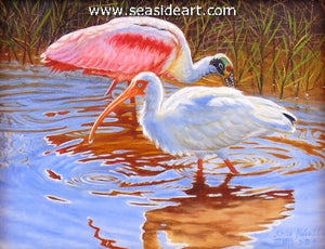 Sharing the Pond (White Ibis & Roseate Spoonbill)