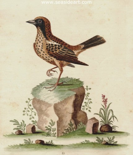 Shomburger from the Spanish West Indies by George Edwards - Seaside Art Gallery