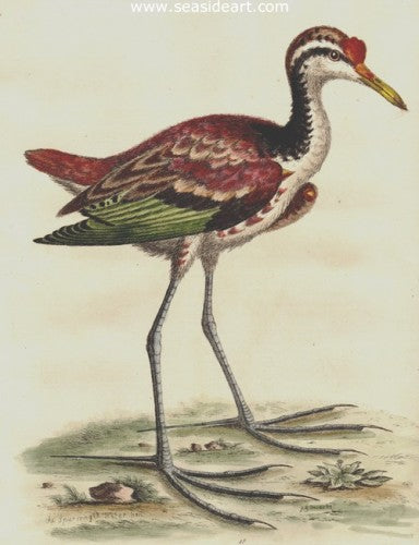 Spur-ringed Water Hen by George Edwards - Seaside Art Gallery