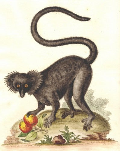 The Black Maucauco from Madagascar by George Edwards - Seaside Art Gallery