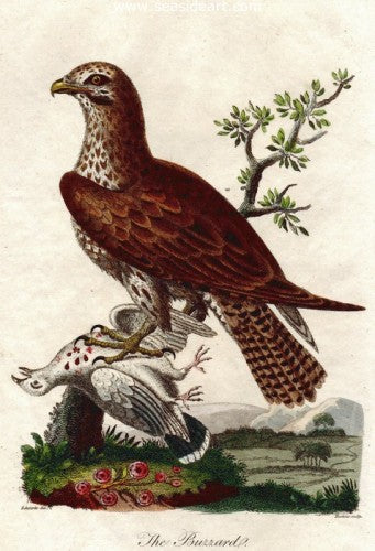 The Buzzard by George Edwards - Seaside Art Gallery