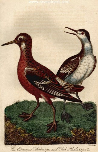 The Cinereous Phalarope & Red Phalarope by George Edwards - Seaside Art Gallery