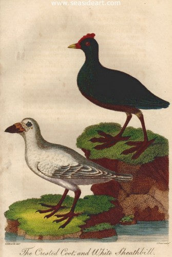 The Crested Coot & White Sheathbill by George Edwards - Seaside Art Gallery
