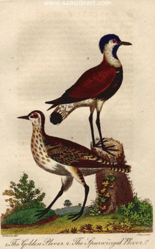 The Golden Plover & The Spurwinged Plover by George Edwards - Seaside Art Gallery