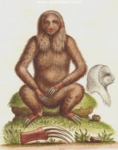 The Sloth by George Edwards - Seaside Art Gallery