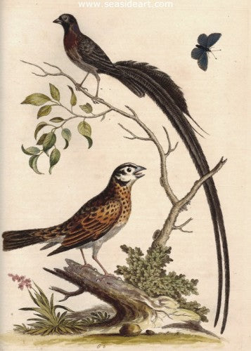 Two Birds & A Butterfly by George Edwards - Seaside Art Gallery