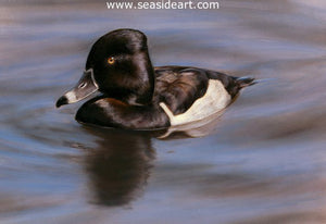 Wave Riders – Ring-necked Duck I by Bonnie Latham - Seaside Art Gallery