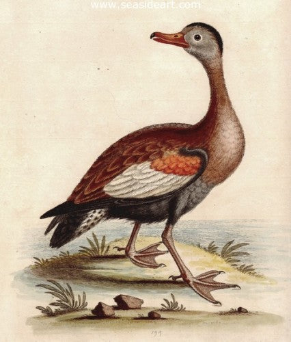 Whistling Duck by George Edwards - Seaside Art Gallery