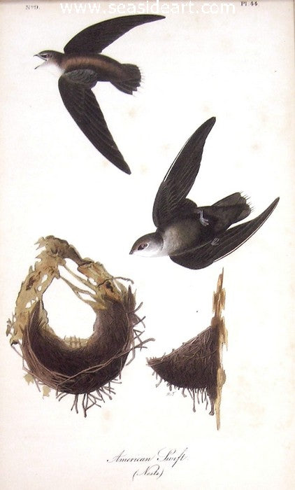 American Swift by John James Audubon - Seaside Art Gallery