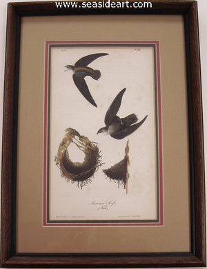 American Swift by John James Audubon - Seaside Art Gallery