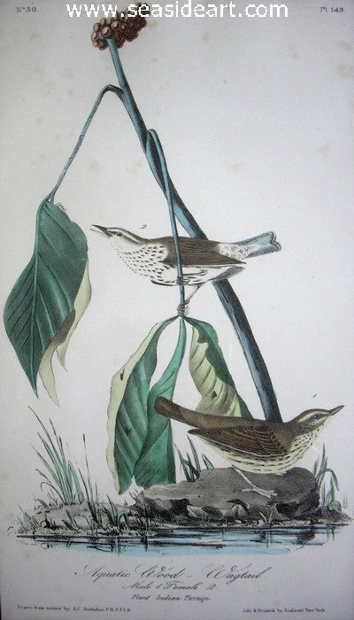 Aquatic Wood Wagtail by John James Audubon - Seaside Art Gallery