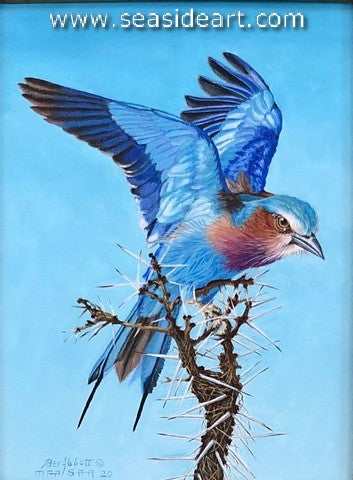 A Thorny Perch (African Lilac Roller)