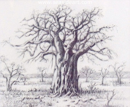 Baobab
