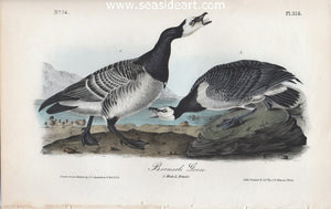 Bernacle Goose by John James Audubon - Seaside Art Gallery