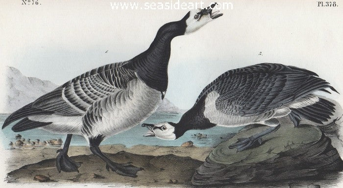 Bernacle Goose by John James Audubon - Seaside Art Gallery