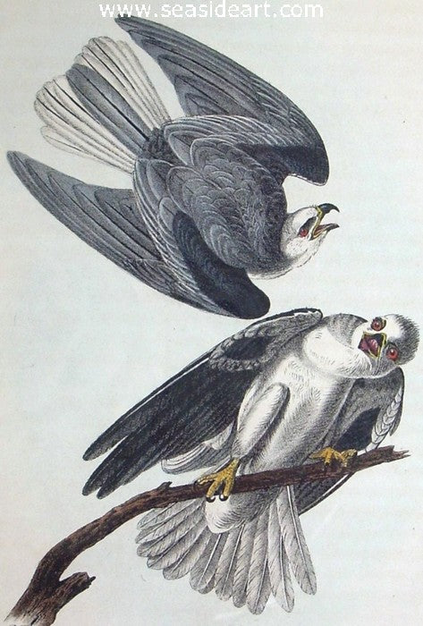 Black-shouldered Elanus by John James Audubon - Seaside Art Gallery