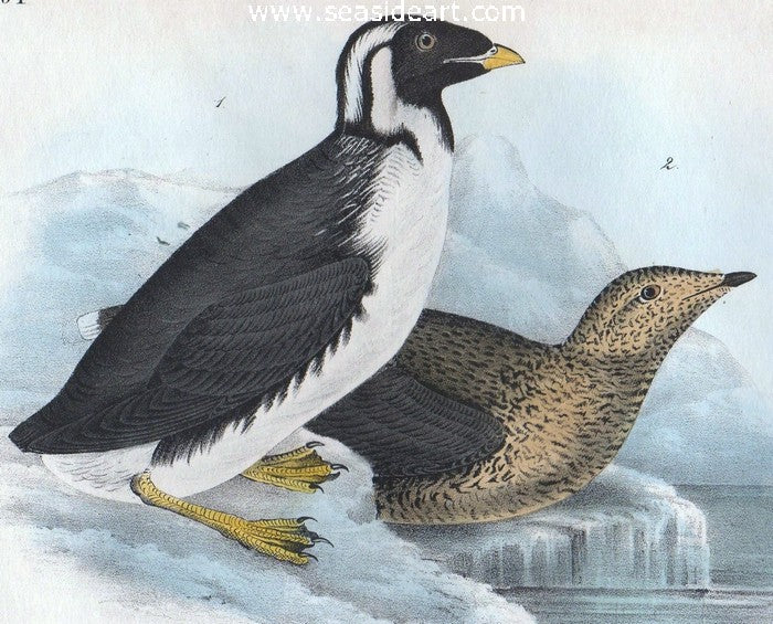Black-throated Guillemot by John James Audubon - Seaside Art Gallery