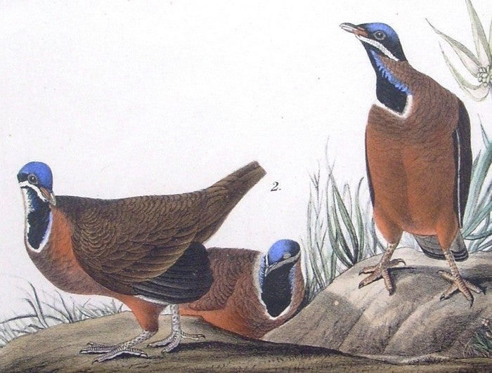 Blue-headed Ground Dove or Pigeon by John James Audubon - Seaside Art Gallery