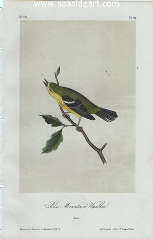 Blue Mountain Warbler by John James Audubon - Seaside Art Gallery